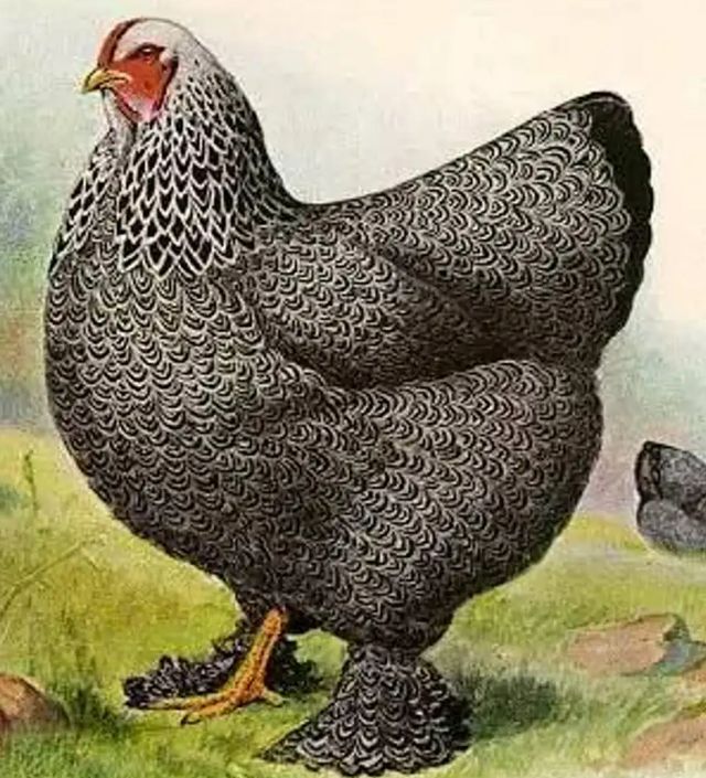 北单足球官网首页鸡中“战斗机”：身高1米多的最大家养鸡我国育种却有个印度名(图7)