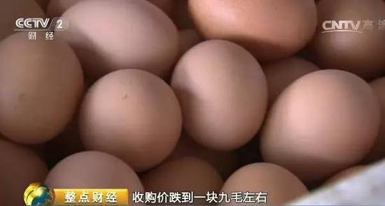 鸡蛋收购价每斤19元创二十北单足球官网首页年最低养殖户贱卖母鸡(图4)