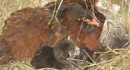 女子家里养了几只母鸡许多天不见下蛋看到鸡窝后尖叫北单足球官网app(图2)
