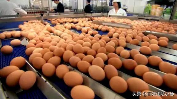 北单足球官网首页超市的鸡蛋是不是母鸡下的？实拍工厂生产鸡蛋全程看完明白了(图1)