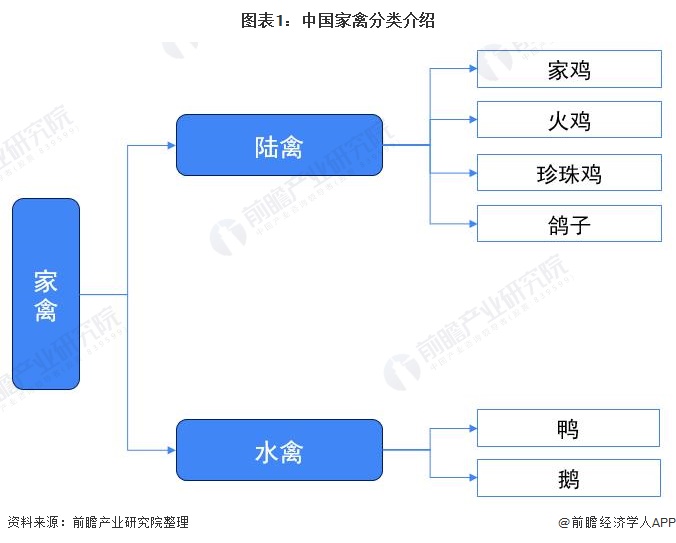 2021年中国家禽养殖行业市场供给现状分析北单足球官网app 市场发展平稳向上【组图】(图1)