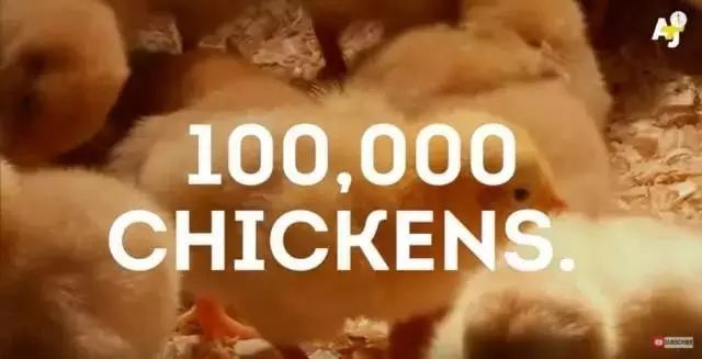 北单足球官网首页比尔盖茨送非洲人民100000只鸡只是为了帮穷人“脱贫致富”(图7)