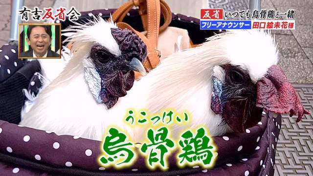 北单足球官网app日本女主播将两公鸡当儿子养一天换3次尿片还亲自“孵蛋”(图8)