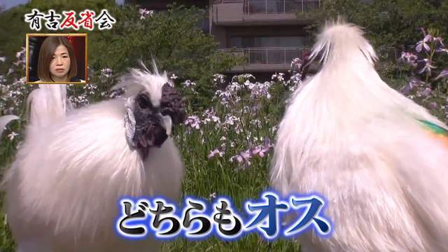 北单足球官网app日本女主播将两公鸡当儿子养一天换3次尿片还亲自“孵蛋”(图9)