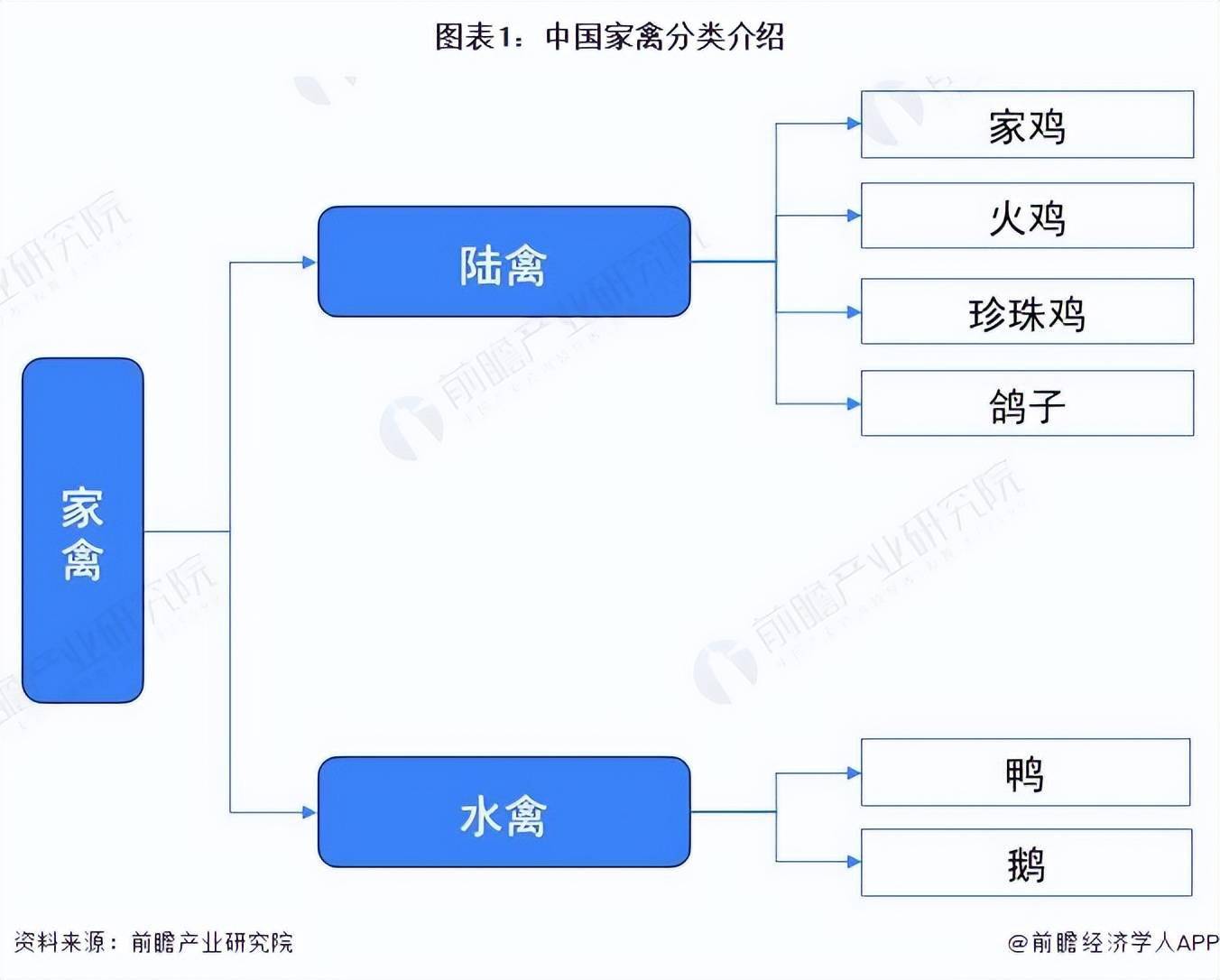 2022年中国家禽养殖行业发展现状分析 家禽养殖规模平稳发展北单足球官网app(图1)