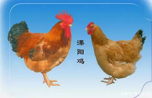 北单足球官网首页中国十二大优良土鸡品种准备养土鸡的看看！(图2)