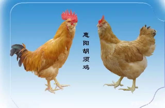 北单足球官网首页中国十二大优良土鸡品种准备养土鸡的看看！(图4)