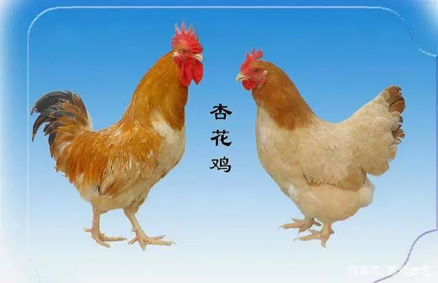 北单足球官网首页中国十二大优良土鸡品种准备养土鸡的看看！(图6)