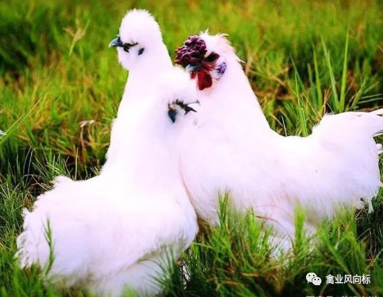 北单足球官网首页中国十二大优良土鸡品种准备养土鸡的看看！(图7)