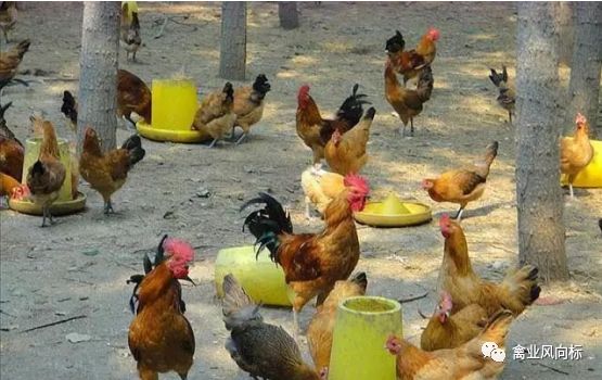 北单足球官网首页中国十二大优良土鸡品种准备养土鸡的看看！(图10)