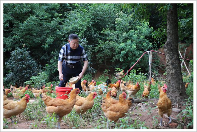 北单足球官网首页中国最会做鸡生意的人撤了！(图2)