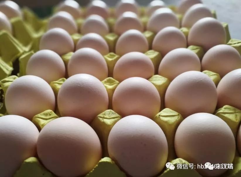好消息！陆河新绿香蛋鸡场每只老母鸡仅售北单足球官网app25元(图1)