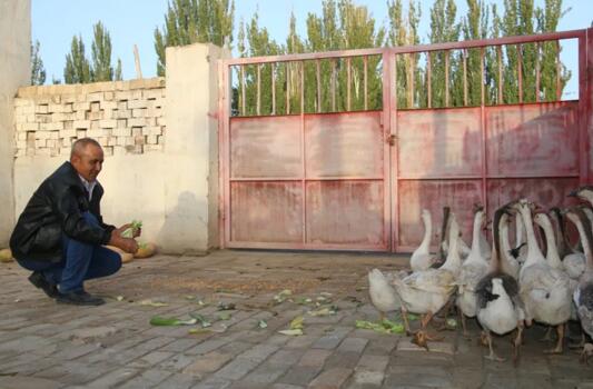 新疆库车农民养起大白鹅 致富路上“向天歌”北单足球官网app(图1)