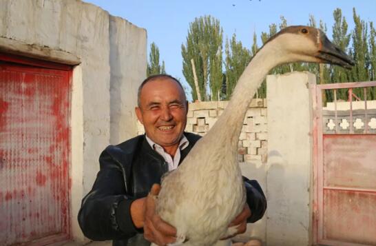 新疆库车农民养起大白鹅 致富路上“向天歌”北单足球官网app(图2)