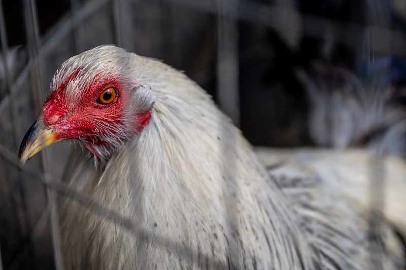 应对禽流感 美国明尼苏北单足球官网app达州一农场将扑杀近百万只鸡(图1)