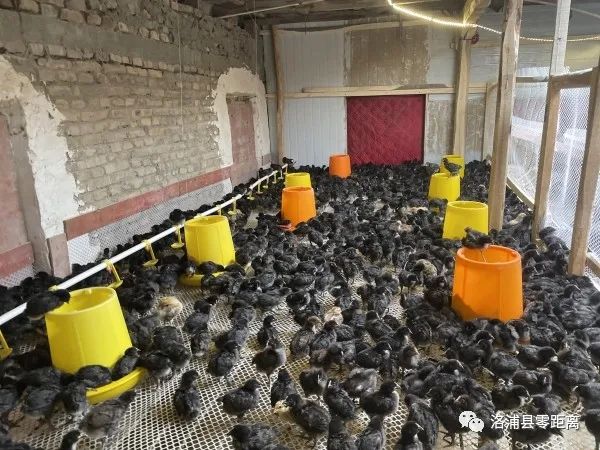 新疆洛浦：抓“鸡”遇养殖北单足球官网app 带动村民走上致富路(图3)