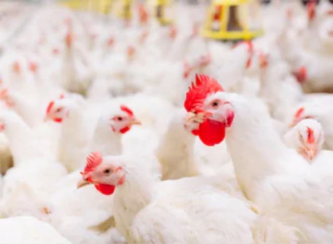 7家上市公司发布9月份肉鸡销售数据湘佳、立华、温氏黄羽肉鸡呈现优势上北单足球官网首页涨(图1)