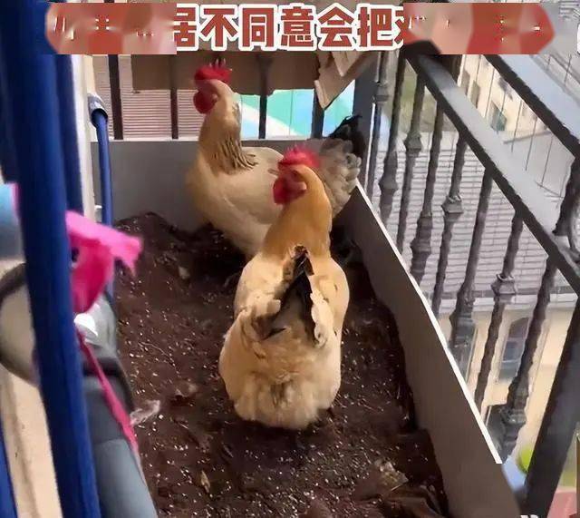 北单足球官网app浙江男子在窗台外养鸡！自豪称鸡生蛋了！网友